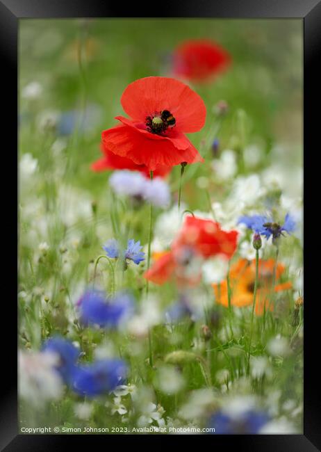 poppy with bee Framed Print by Simon Johnson