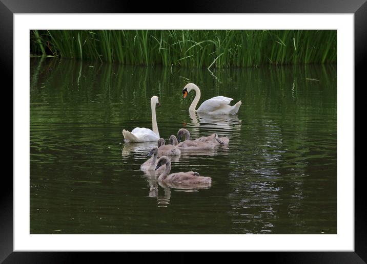 Cheltenham Swan Family Framed Mounted Print by Susan Snow