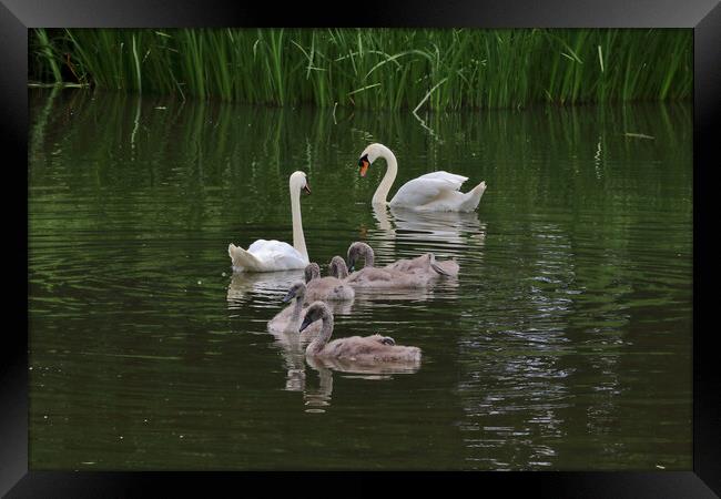 Cheltenham Swan Family Framed Print by Susan Snow