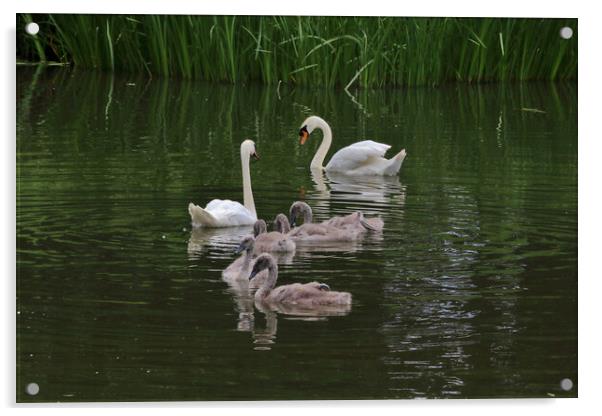 Cheltenham Swan Family Acrylic by Susan Snow