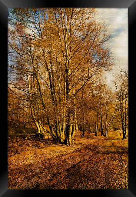 Autumn Woodland Framed Print by Jacqi Elmslie