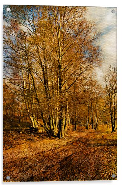 Autumn Woodland Acrylic by Jacqi Elmslie