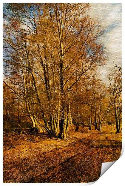 Autumn Woodland Print by Jacqi Elmslie