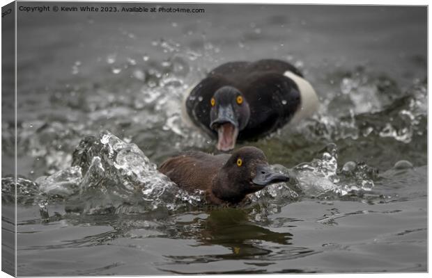 Distant out of focus Tufted male duck chasing female Canvas Print by Kevin White