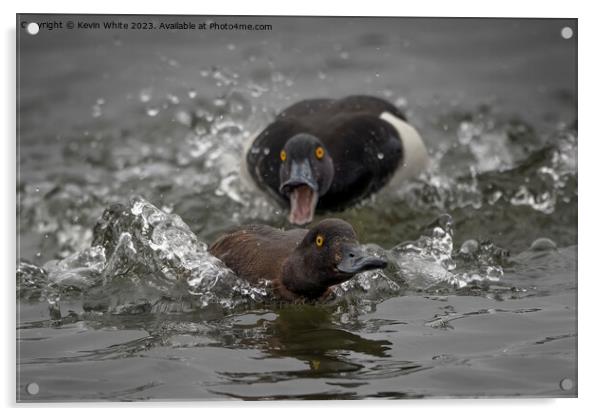 Distant out of focus Tufted male duck chasing female Acrylic by Kevin White