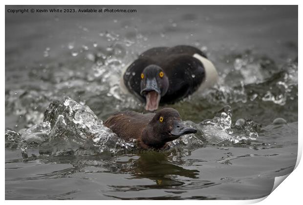 Distant out of focus Tufted male duck chasing female Print by Kevin White
