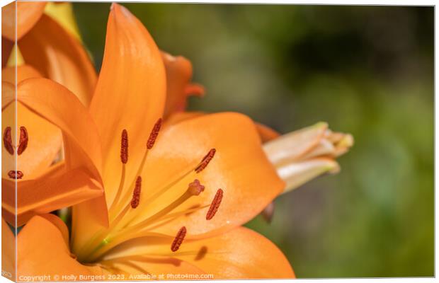 Glimpse Into Lily's Intricate Heart Canvas Print by Holly Burgess