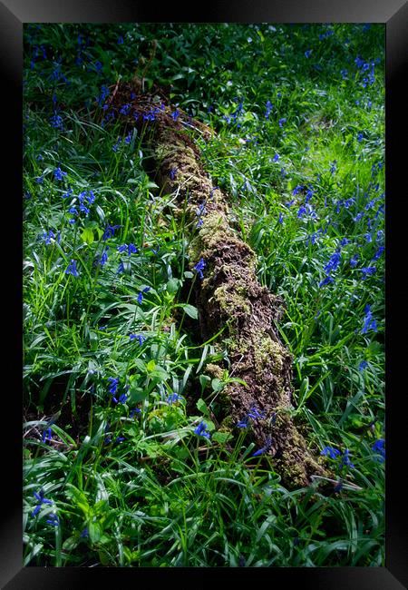 Fallen on Bluebells Framed Print by Ann Garrett