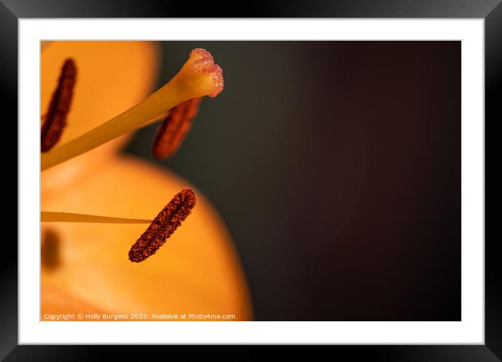 Star-Shaped Lily: A Macro Masterpiece Framed Mounted Print by Holly Burgess