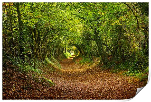 Halnaker Tunnel South Downs Print by Alan Humphries