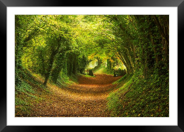 Halnaker Tunnel Up Framed Mounted Print by Alan Humphries