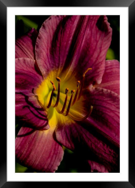 Purple Daylily Framed Mounted Print by STEPHEN THOMAS
