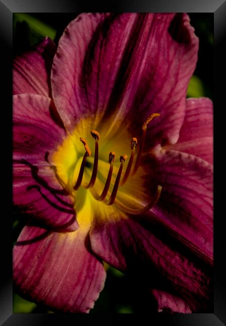 Purple Daylily Framed Print by STEPHEN THOMAS