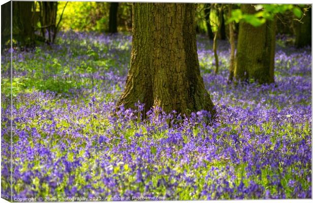 Beauty of the Bluebells. Canvas Print by 28sw photography