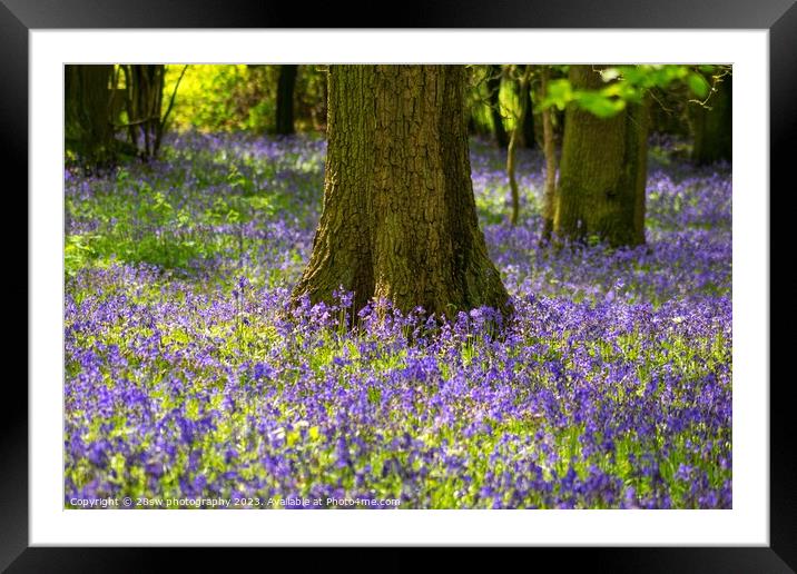 Beauty of the Bluebells. Framed Mounted Print by 28sw photography