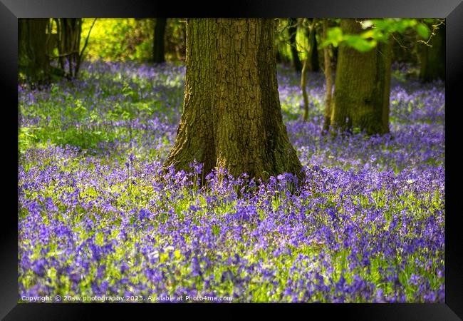 Beauty of the Bluebells. Framed Print by 28sw photography