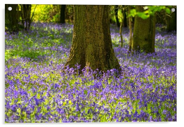 Beauty of the Bluebells. Acrylic by 28sw photography