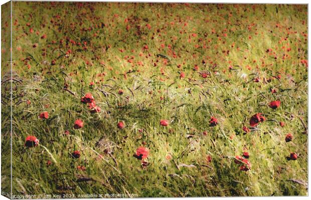 Red Poppies in the Wind  Canvas Print by Jim Key