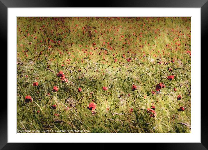 Red Poppies in the Wind  Framed Mounted Print by Jim Key