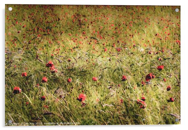Red Poppies in the Wind  Acrylic by Jim Key