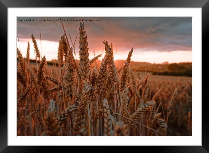Wheat Field at sunset Framed Mounted Print by Duncan Savidge