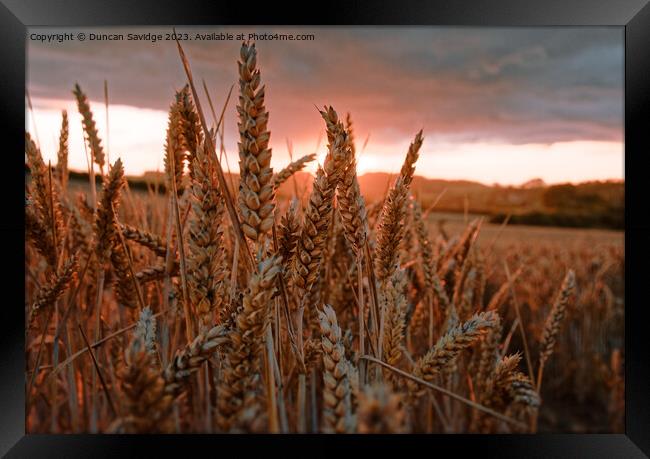Wheat Field at sunset Framed Print by Duncan Savidge