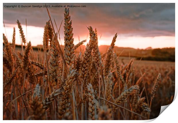Wheat Field at sunset Print by Duncan Savidge