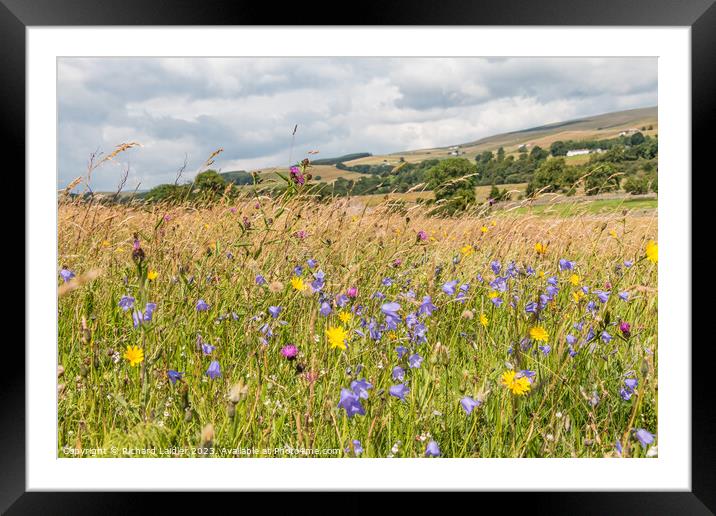 Summer Flower Meadow near Holwick, Teesdale Framed Mounted Print by Richard Laidler