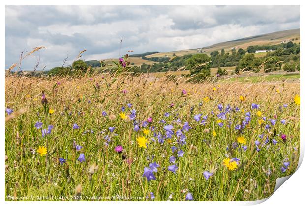 Summer Flower Meadow near Holwick, Teesdale Print by Richard Laidler