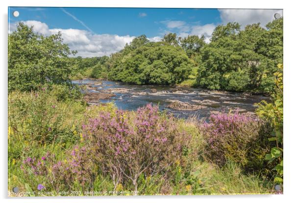 Flowering Heather on the Tees Riverbank Acrylic by Richard Laidler