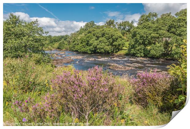 Flowering Heather on the Tees Riverbank Print by Richard Laidler