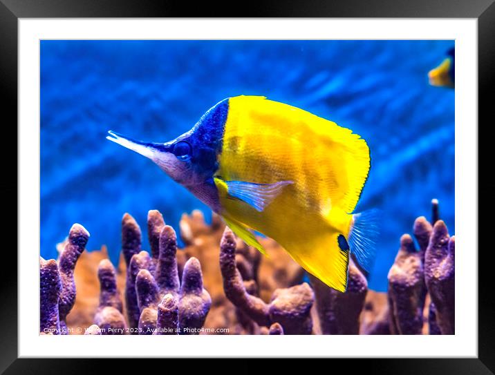 Colorful Yellow Longnose Butterfly Fish Waikiki Oa Framed Mounted Print by William Perry