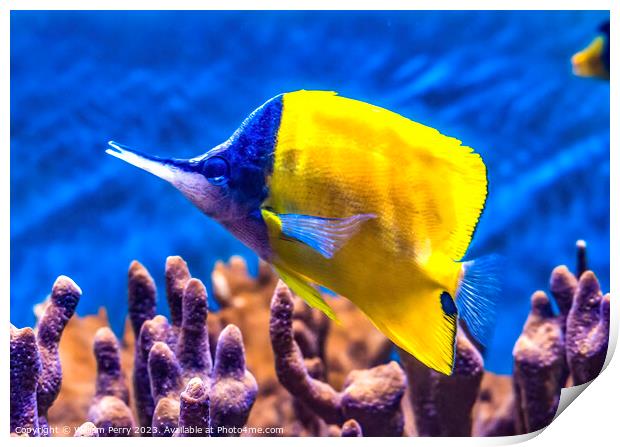 Colorful Yellow Longnose Butterfly Fish Waikiki Oa Print by William Perry