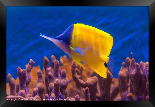 Colorful Yellow Longnose Butterfly Fish Waikiki Oa Framed Print by William Perry
