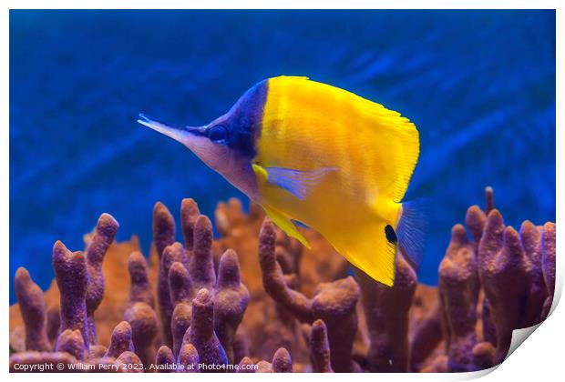 Colorful Yellow Longnose Butterfly Fish Waikiki Oa Print by William Perry