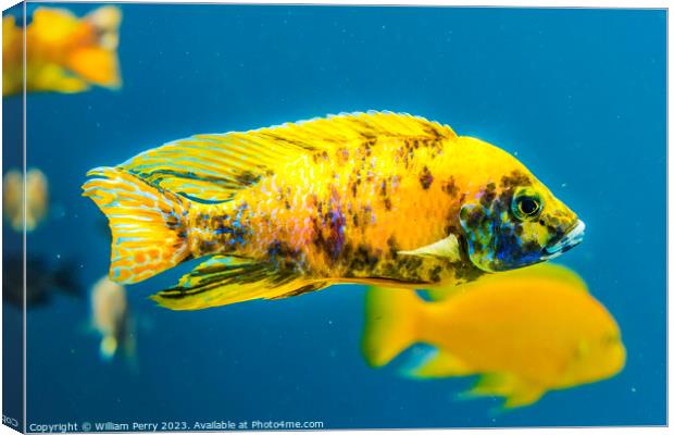 Colorful Yellow Blotched Peacock Cichlid Fish Waik Canvas Print by William Perry