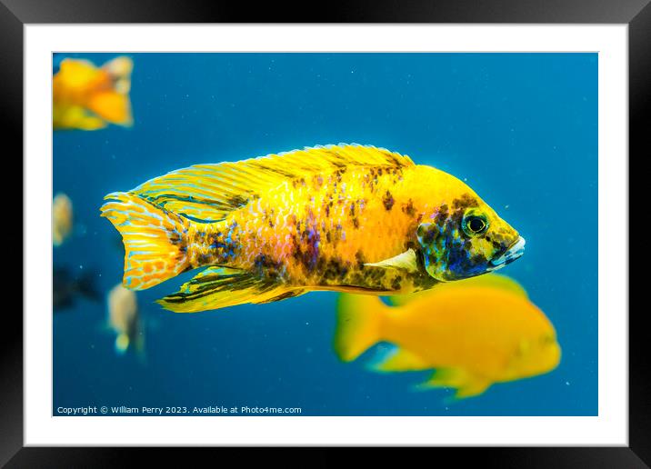 Colorful Yellow Blotched Peacock Cichlid Fish Waik Framed Mounted Print by William Perry