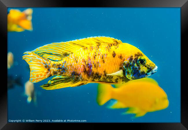 Colorful Yellow Blotched Peacock Cichlid Fish Waik Framed Print by William Perry