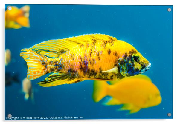 Colorful Yellow Blotched Peacock Cichlid Fish Waik Acrylic by William Perry