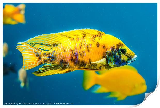 Colorful Yellow Blotched Peacock Cichlid Fish Waik Print by William Perry