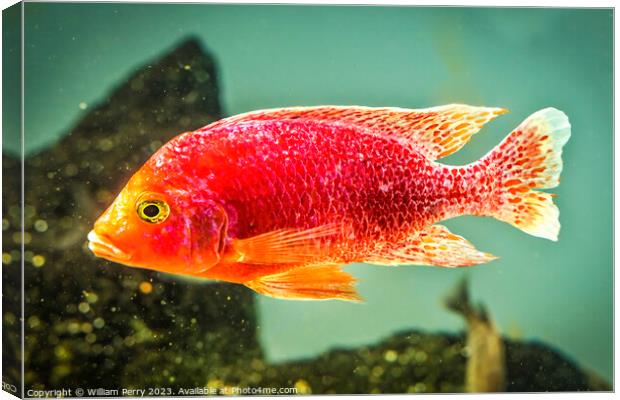 Colorful Pink Red Peacock Cichlid Fish Canvas Print by William Perry