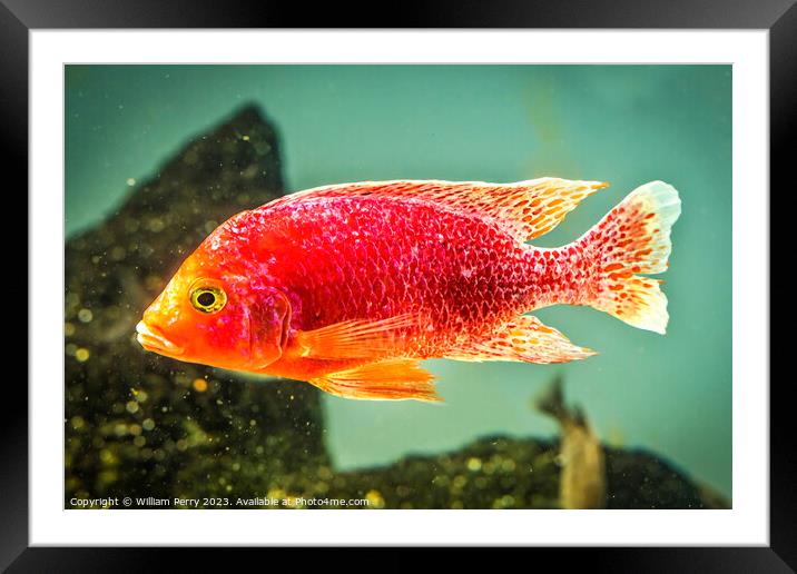 Colorful Pink Red Peacock Cichlid Fish Framed Mounted Print by William Perry