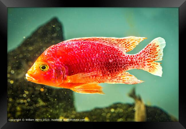 Colorful Pink Red Peacock Cichlid Fish Framed Print by William Perry