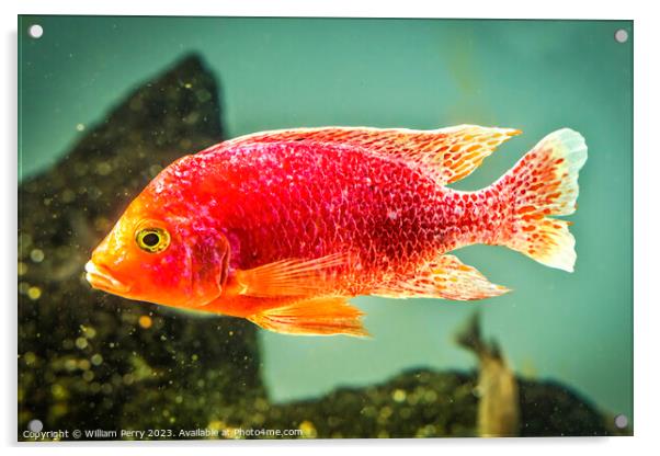 Colorful Pink Red Peacock Cichlid Fish Acrylic by William Perry