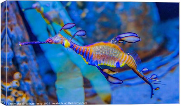 Colorful Weedy Seadragon Fish Oahu Hawaii Canvas Print by William Perry