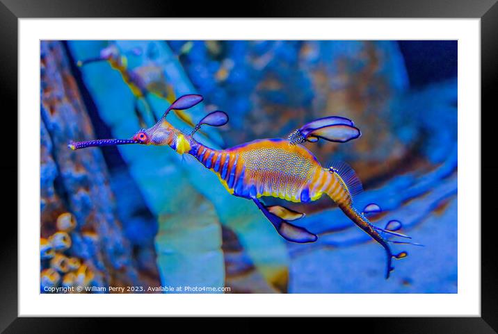 Colorful Weedy Seadragon Fish Oahu Hawaii Framed Mounted Print by William Perry