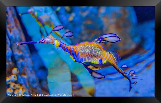 Colorful Weedy Seadragon Fish Oahu Hawaii Framed Print by William Perry