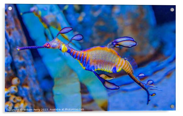 Colorful Weedy Seadragon Fish Oahu Hawaii Acrylic by William Perry