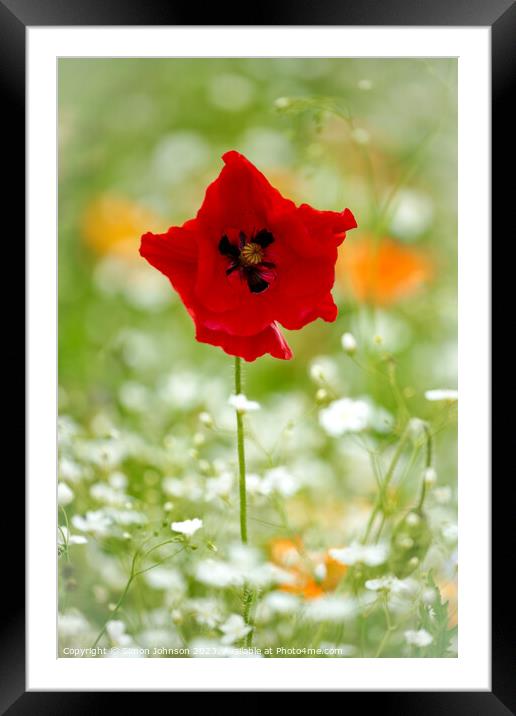  Odd shaped Poppy  flower Framed Mounted Print by Simon Johnson