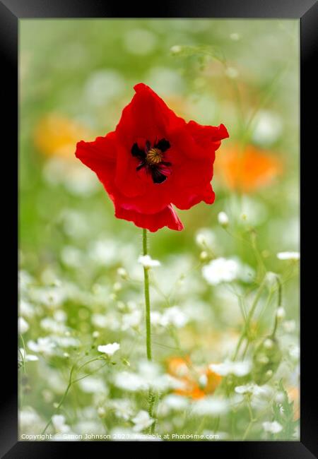  Odd shaped Poppy  flower Framed Print by Simon Johnson